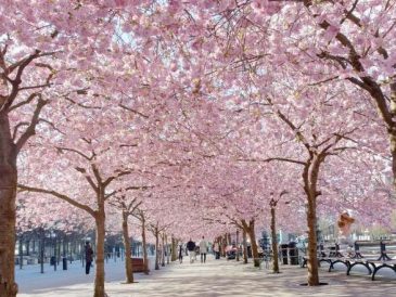 La Suède en avril : Météo, conseils et plus encore - img