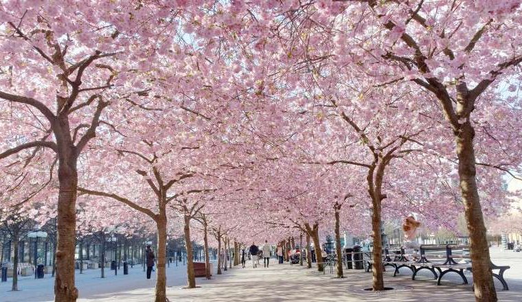 La Suède en avril : Météo, conseils et plus encore - img