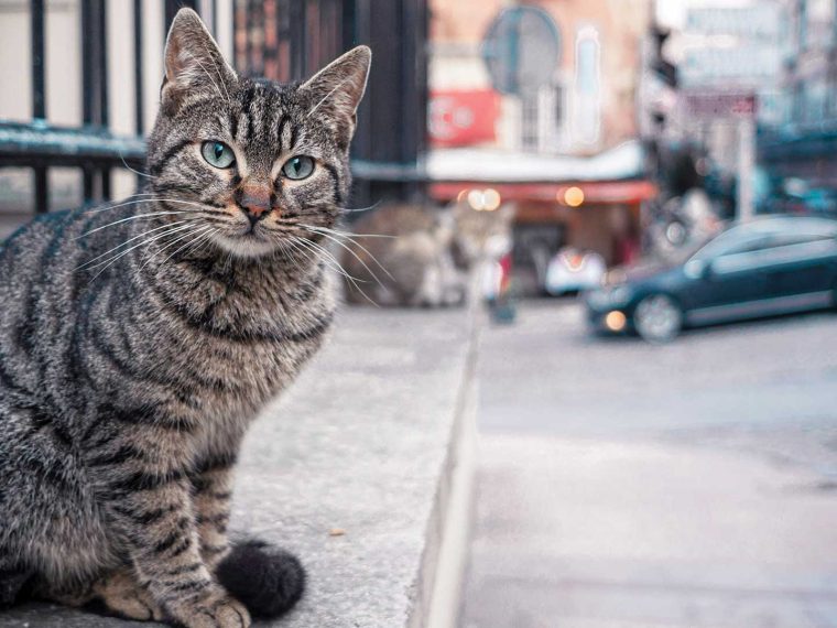 Une journée d'égarement dans la vieille ville d'Istanbul - img