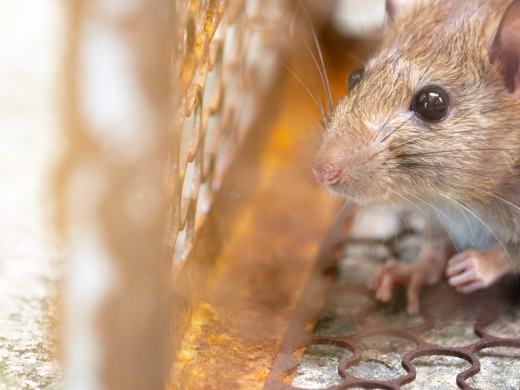 Voyager en toute sérénité à Saint-Louis : comment éviter les rencontres indésirables avec les rongeurs ?